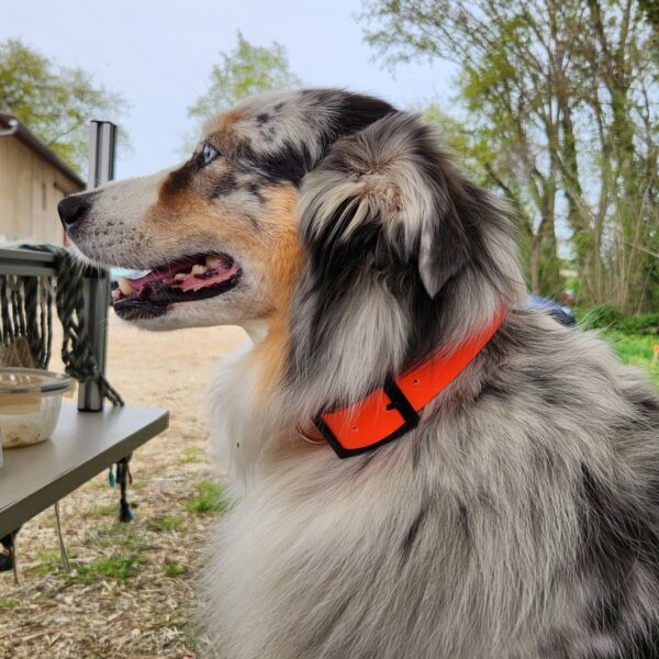 Collier laisse biothane chien