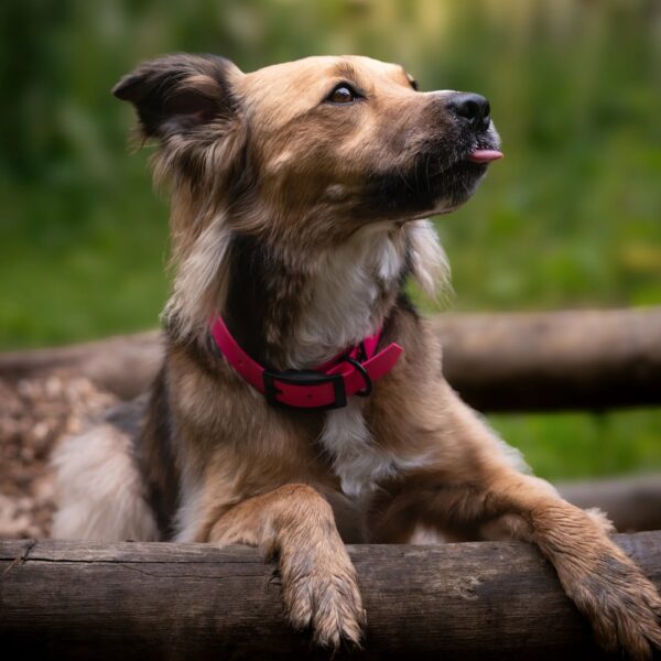 Collier laisse biothane chien